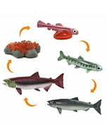 Набор фигурок Safari Ltd Жизненный цикл лосося