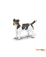 Джек Рассел терьер, Safari