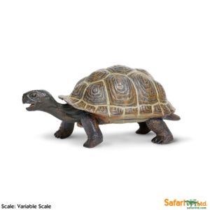 Фигурка Safari Ltd Сухопутная черепаха (детеныш), XL