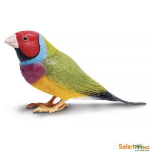 Гульдова амадина XL, Safari Ltd