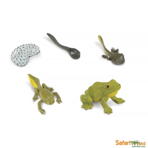 Набор Жизненный цикл лягушки, Safari Ltd