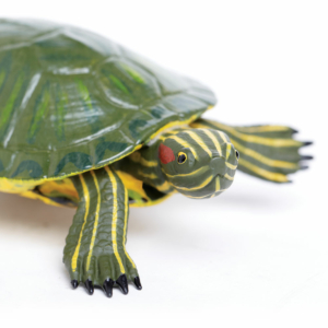 Фигурка Safari Ltd Красноухая пресноводная черепаха