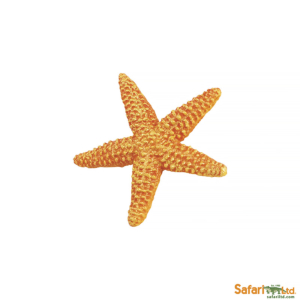 Морская звезда, Safari Ltd
