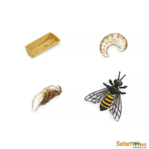 Набор Жизненный цикл пчелы, Safari Ltd